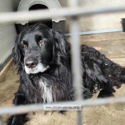 Photo de chien trouvé à Moissac