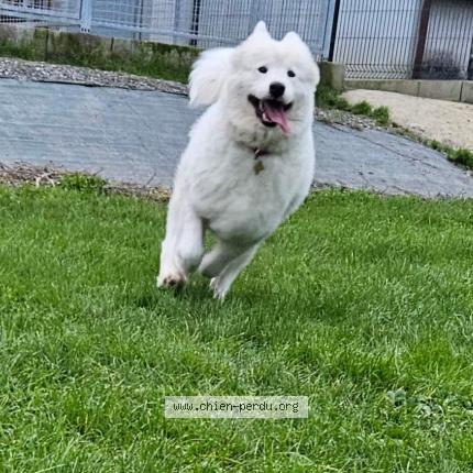 Photo 1/1 Chien retrouvé Perdu à Pontvallain