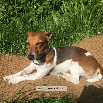 Photo 1/1 Chien retrouvé Perdu à Sete
