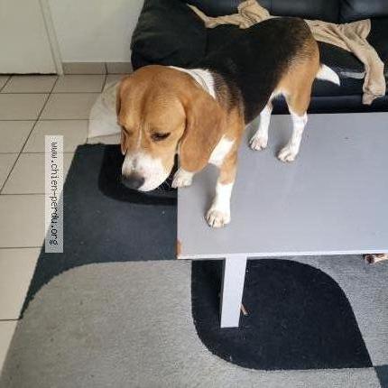 Photo 1/2 Chien retrouvé Perdu à La roche sur yon