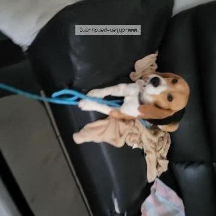 Photo 2/2 Chien retrouvé Perdu à La roche sur yon