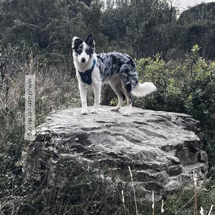 Photo de chien perdu à Saint Mathieu De Treviers