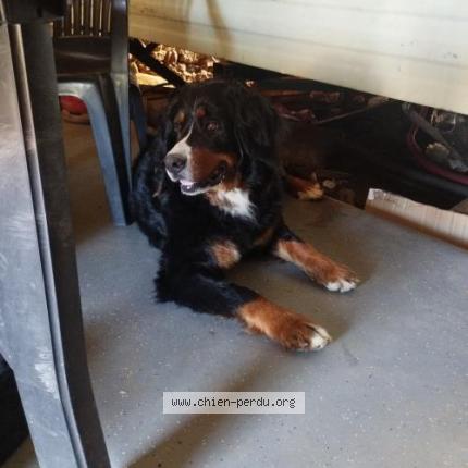 Photo de chien perdu à Saint Mamet La Salvetat