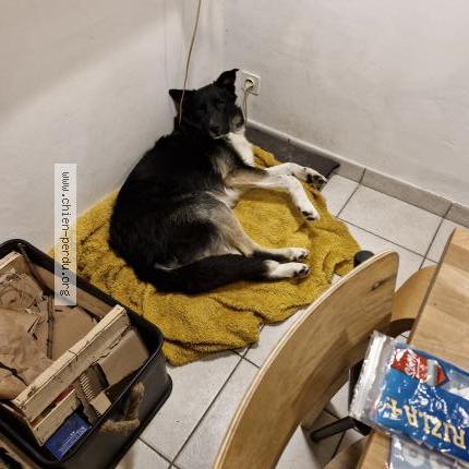 Photo 1/1 Chien retrouvé Perdu à St marc sur couesnon