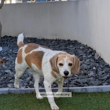 Photo 1/1 Chien retrouvé Trouvé à Toulouges