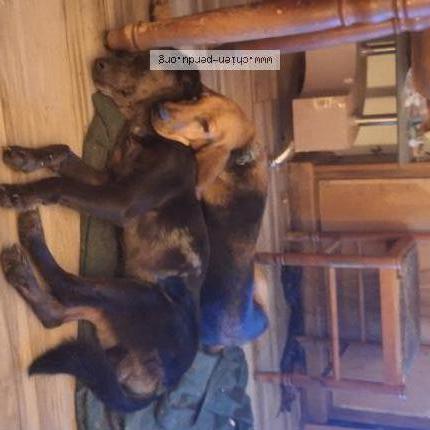 Photo 1/1 Chien retrouvé Perdu à Briancon