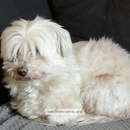 Photo de chien perdu à Lamballe