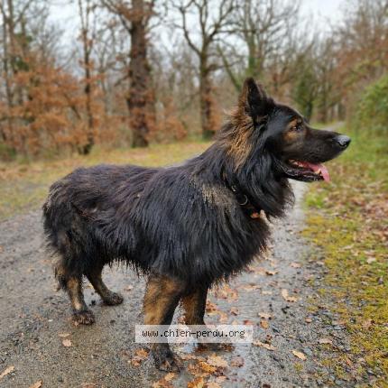 Photo de chien perdu à Poncin
