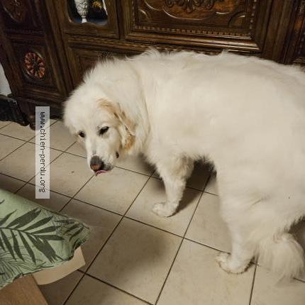 Photo de chien perdu à Courcelles De Touraine