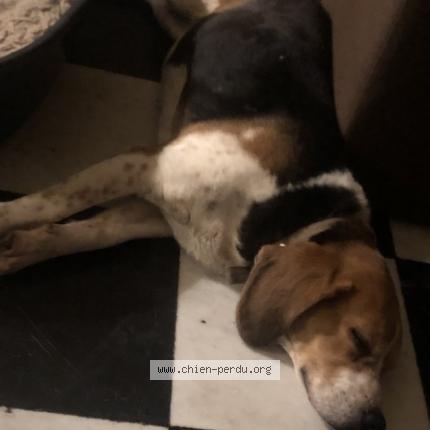 Photo de chien perdu à Bierville