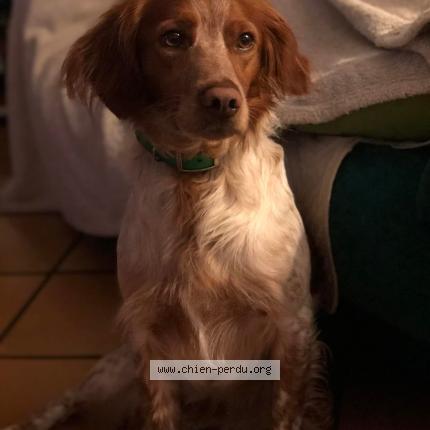 Photo de chien perdu à Monteux