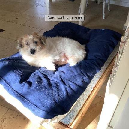 Photo 1/1 Chien retrouvé Trouvé à Trentels