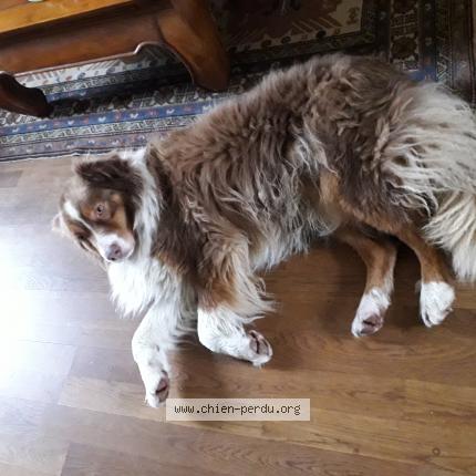 Photo 1/1 Chien retrouvé Trouvé à St domineuc