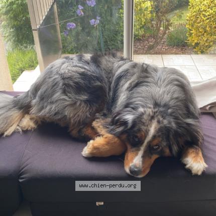 Photo 1/1 Chien retrouvé Perdu à Fougeres