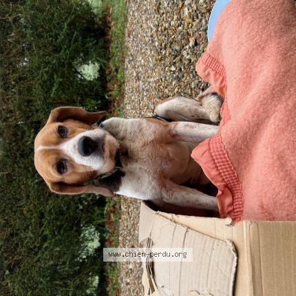 Photo 1/1 Chien retrouvé Trouvé à Saint andre sur cailly