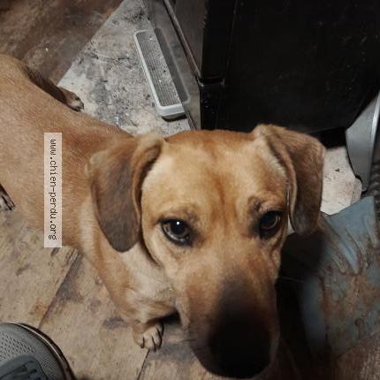 Photo de chien trouvé à Bouillac