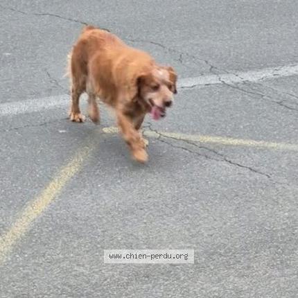 Photo de chien trouvé à Sainte Maure De Touraine
