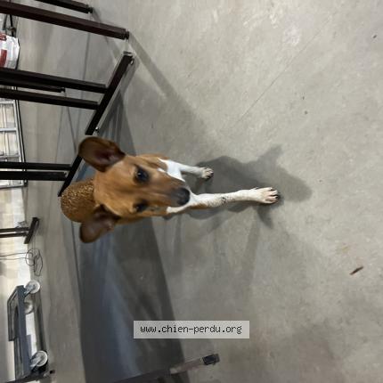 Photo de chien trouvé à Chaussy