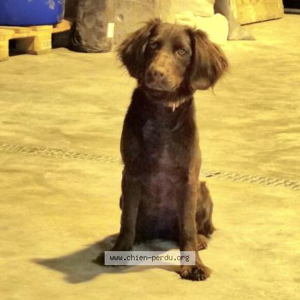 Photo 1/1 Chien retrouvé Perdu à Chatillon Sur Seine