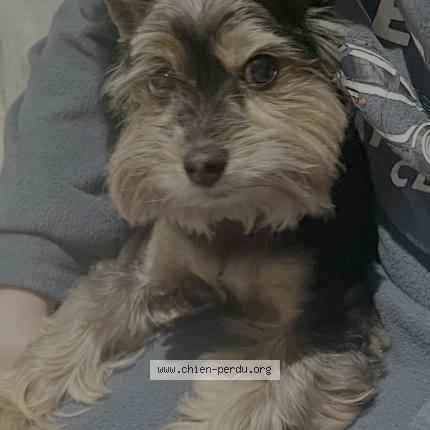 Photo de chien perdu à Pons