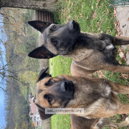 Photo de chien perdu à Sainte Marie D Alloix