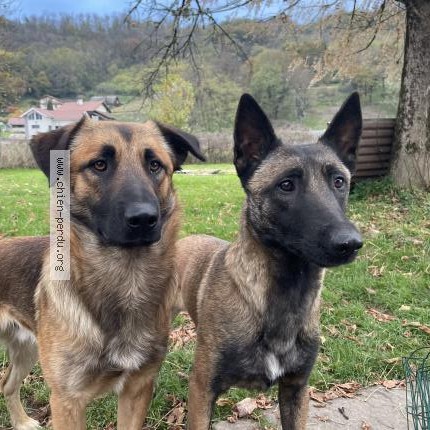 Photo 1/1 Chien retrouvé Perdu à Sainte Marie D Alloix