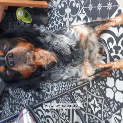 Photo 1/1 Chien retrouvé Perdu à Plazac