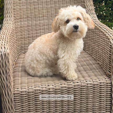 Photo de chien perdu à Bordeaux