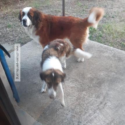 Photo de chien trouvé à Sarrians