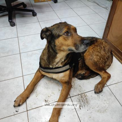 Photo 1/1 Chien retrouvé Trouvé à L epinay le comte