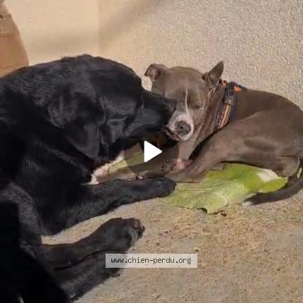 Photo de chien trouvé à Lubersac