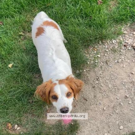 Photo de chien perdu à Elven