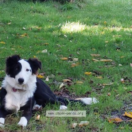 Photo 1/1 Chien retrouvé Perdu à Plestan