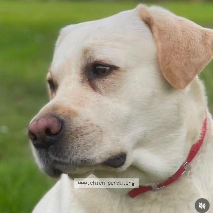 Photo de chien perdu à Droue Sur Drouette