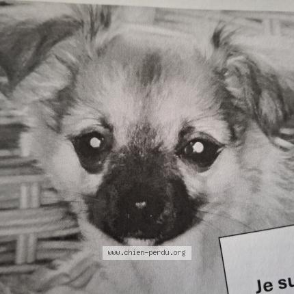 Photo de chien perdu à Perigueux