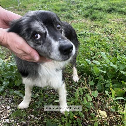 Photo de chien perdu à Sommieres