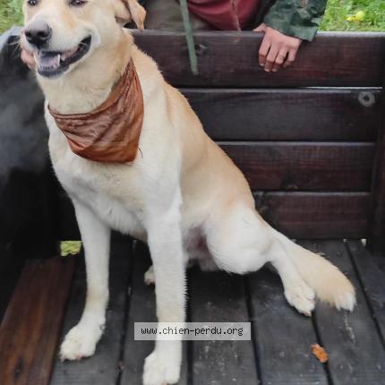 Photo de chien perdu à Bizanos