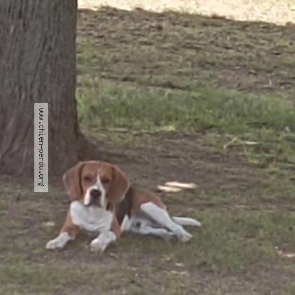 Photo 1/1 Chien retrouvé Perdu à Saint etienne