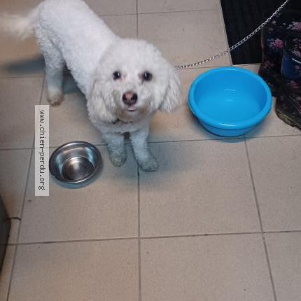 Photo 1/1 Chien retrouvé Trouvé à Argentre du plessis