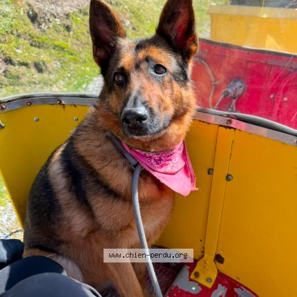 Photo de chien perdu à Bordeaux