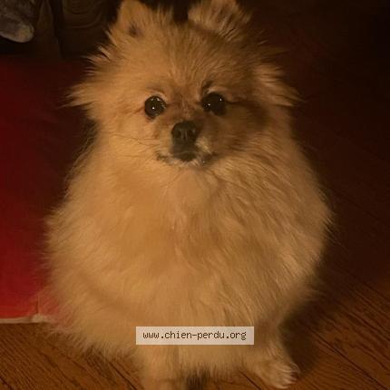 Photo 1/1 Chien retrouvé Perdu à Paris