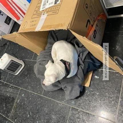 Photo de chien trouvé à Lormont