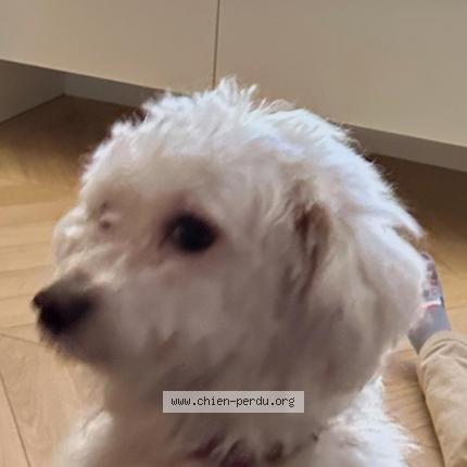 Photo de chien perdu à Lamorlaye