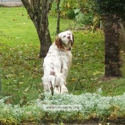 Photo de chien perdu à St Martin Des Champs