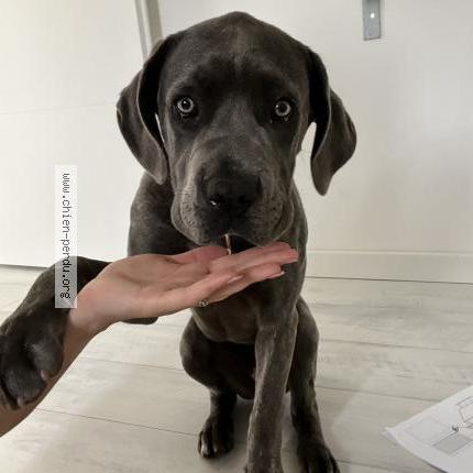 Photo de chien perdu à Maze Milon