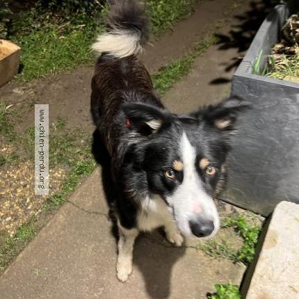 Photo de chien trouvé à Athee