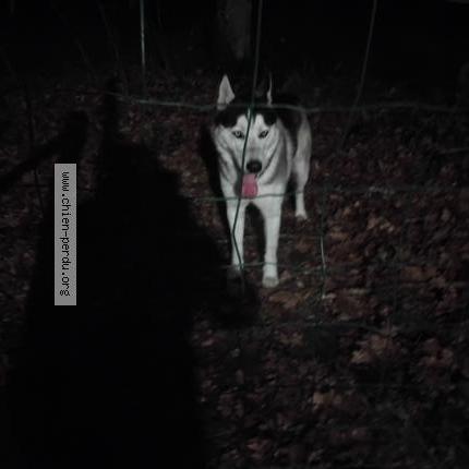 Photo de chien trouvé à Landiras