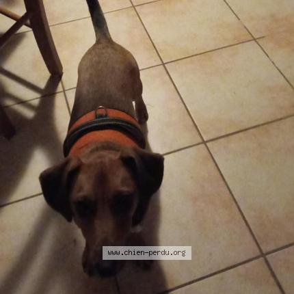 Photo de chien perdu à La Pallu