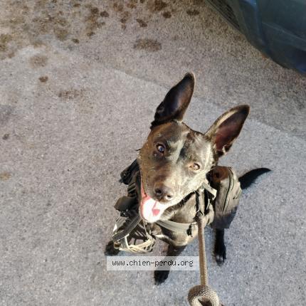 Photo de chien perdu à La Valette