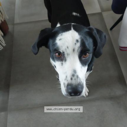 Photo de chien perdu à La Chapelle D Aligne